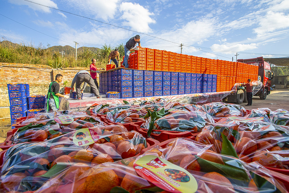 砂糖橘扶贫产业(组照)