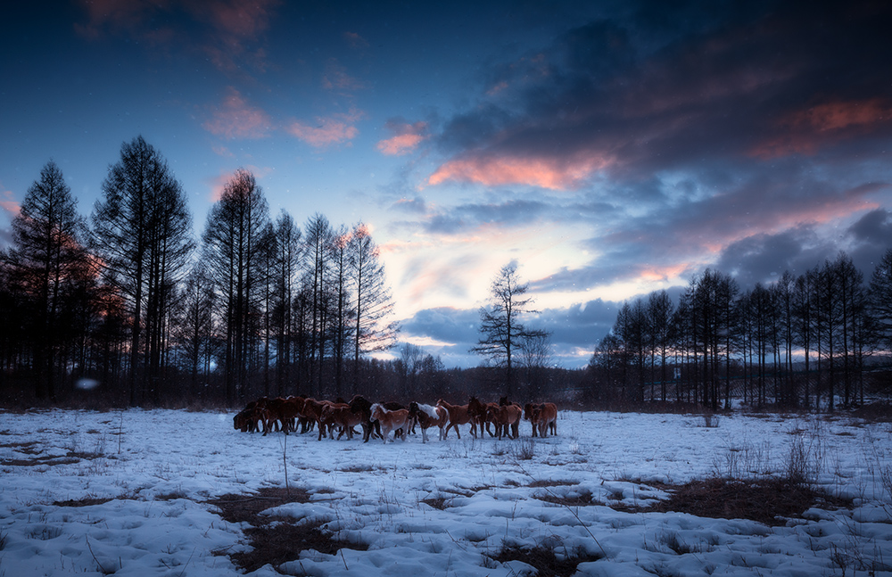西边残阳东边雪
