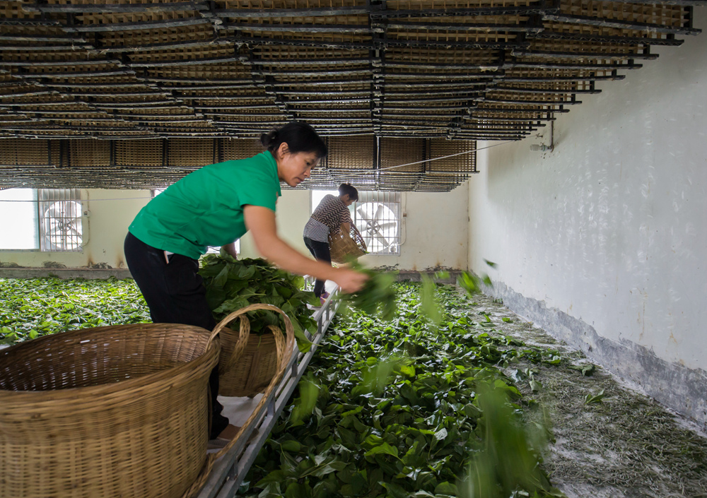 家家养蚕致富快(组照)