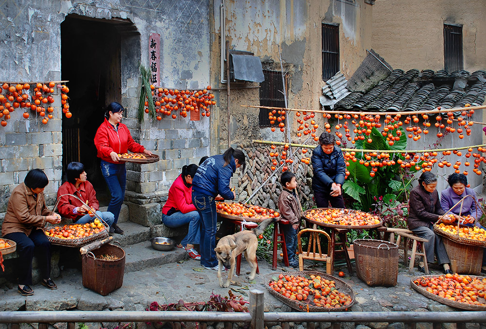 《晒柿子》-中国第二届扶贫公益摄影大展投稿区-大众摄影网