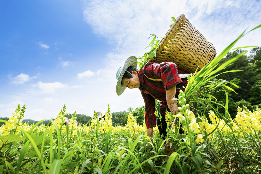 组照《勤劳浇开致富花》