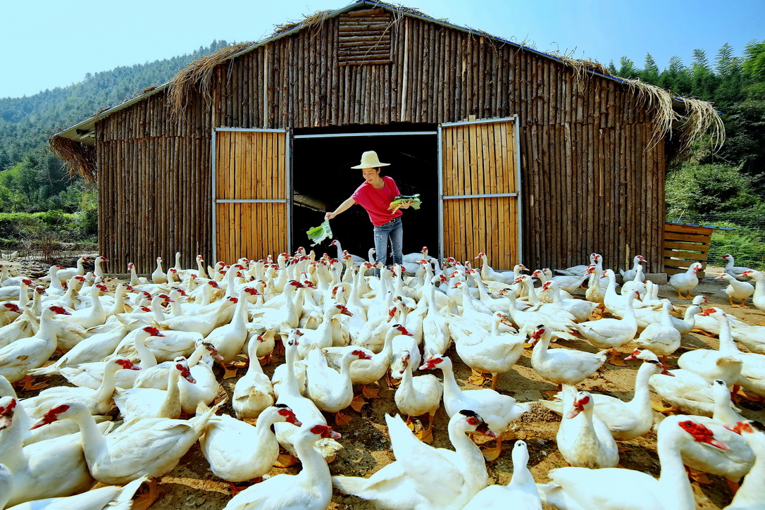 《鸭场欢歌》摄于浙江省江山市峡口镇峡东村
