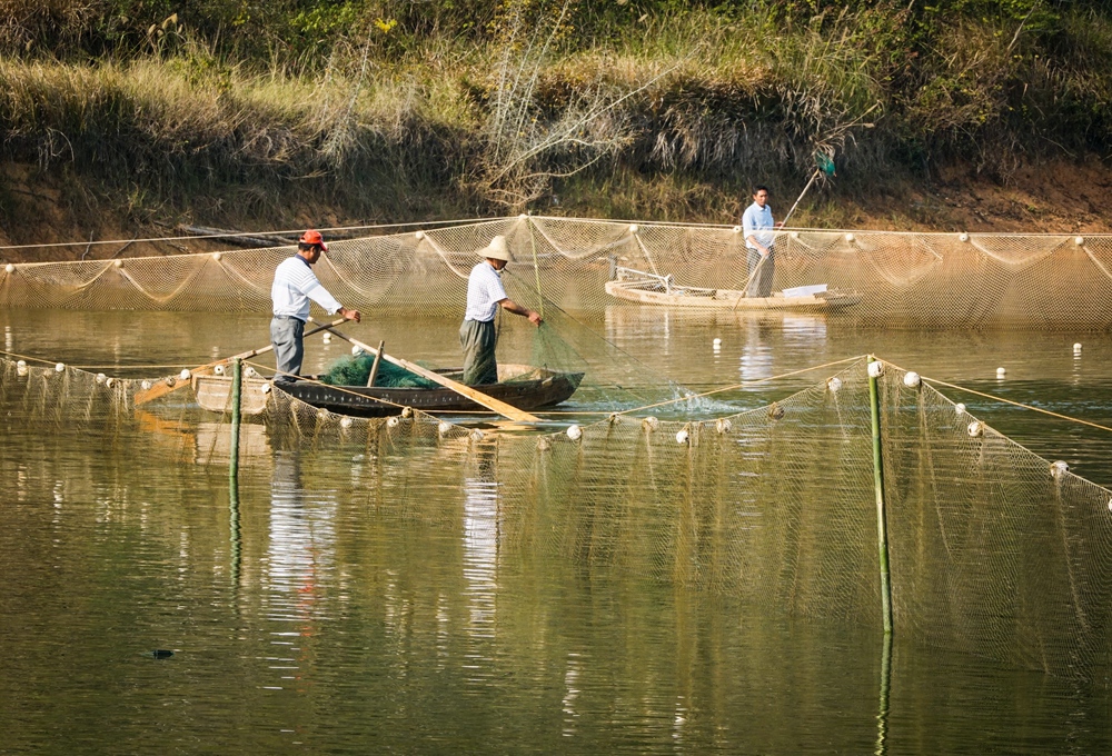 扶贫水产合作社育鱼肥