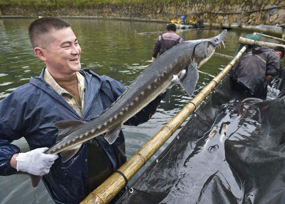 成功养殖中华鲟-中国第二届扶贫公益摄影大展投稿区-大众摄影网 -