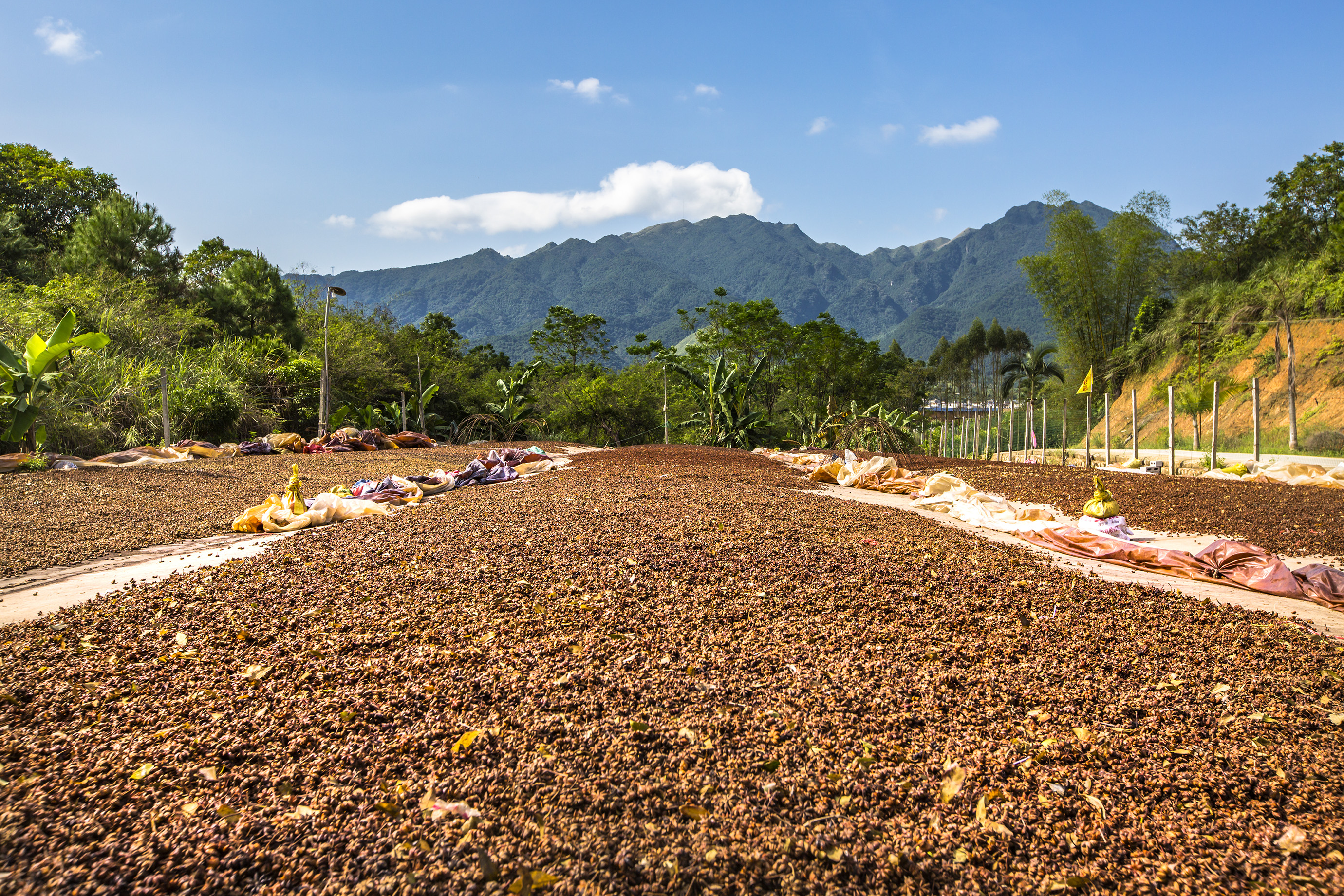 01【八角晒场】 梁灿芳 13471153090.jpg