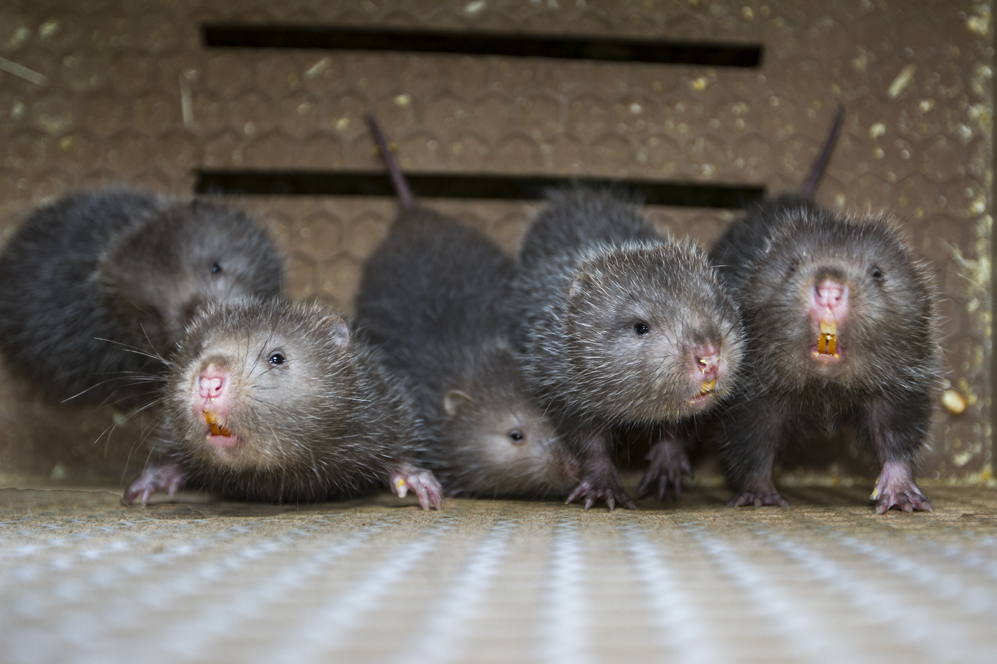 组照【竹鼠王五哥】