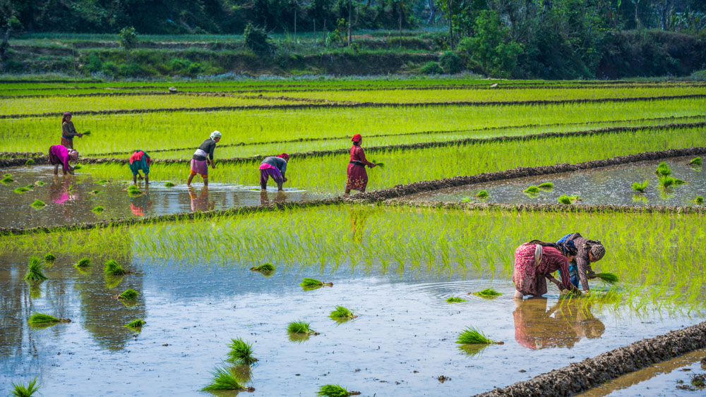 插秧-中国第二届扶贫公益摄影大展投稿区-大众摄影网