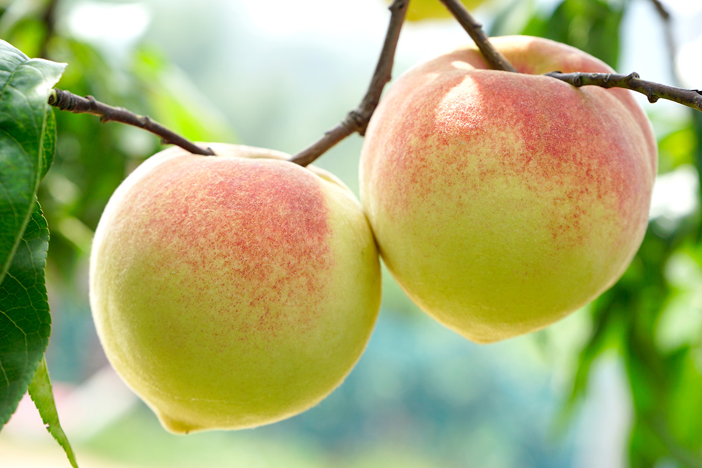 桃子熟了-"美丽乡村"全国摄影大展征稿区-大众摄影网