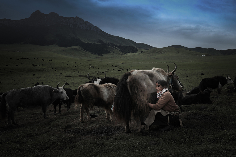 2018年7月24日摄于四川省若尔盖草原 藏区妇女每天都重复挤牦牛奶的