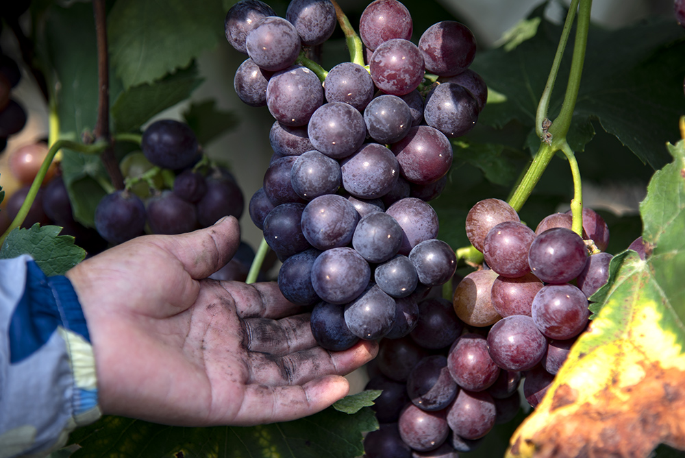 当地政府扶贫政策落实到位,确保了2019年度当地村民葡萄种植获得大