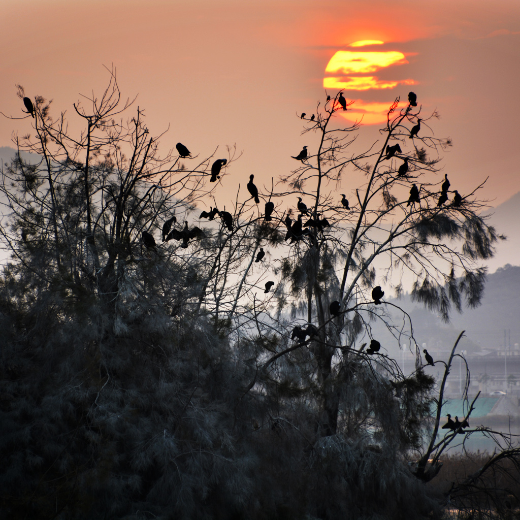 《晨鸟图景》-"闽东之光"第十一届宁德好风光全国