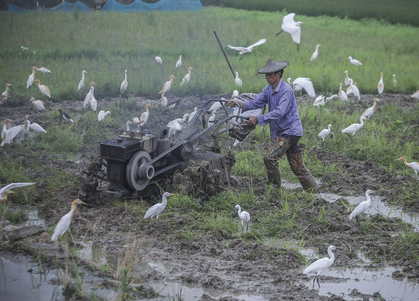 拍摄于浙江省苍南县灵溪镇桃湖村,一位农民正在耕田,旁边一大群白鹭鸟