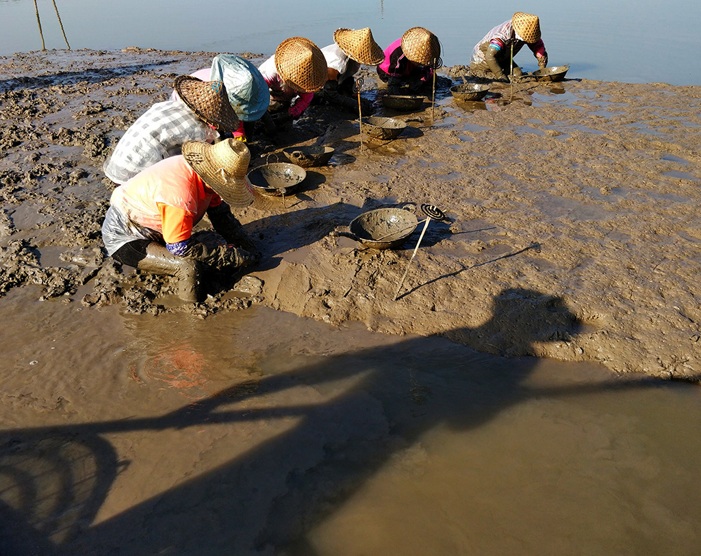 挖蛏小分队 福建霞浦海边 渔妇们在采挖海蛏