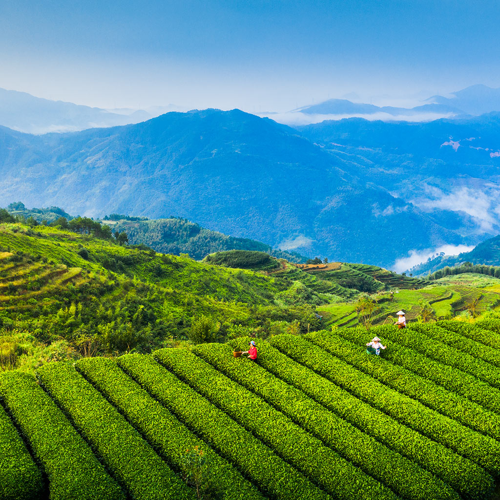 醉美茶园