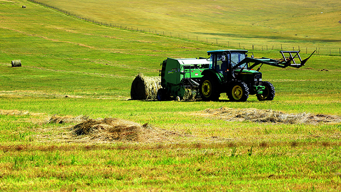 《打草》2016年8月摄于根河