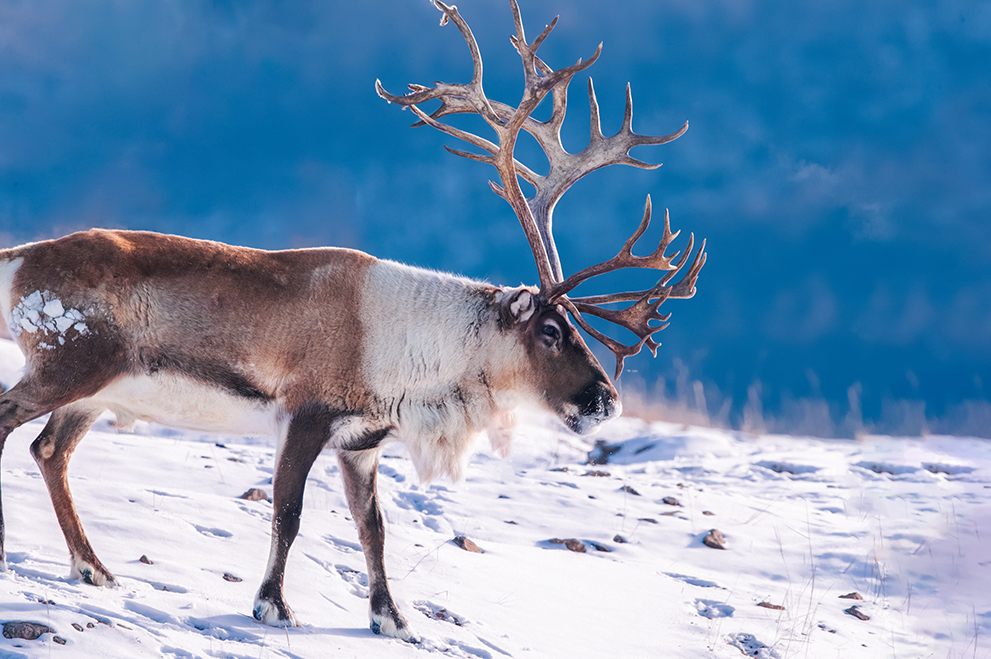 鹿王的桂冠-"中国冷极61根河"全国摄影大展投稿区-大众摄影网