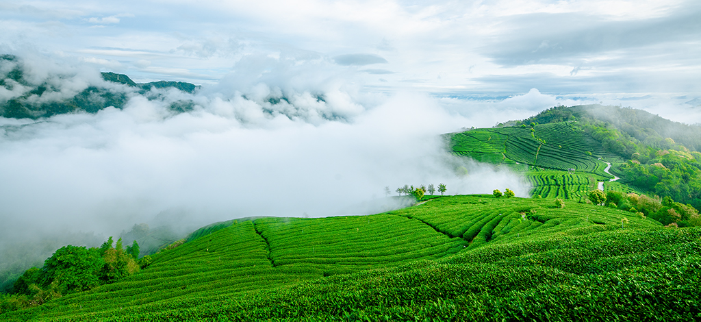 《醉美茶山》