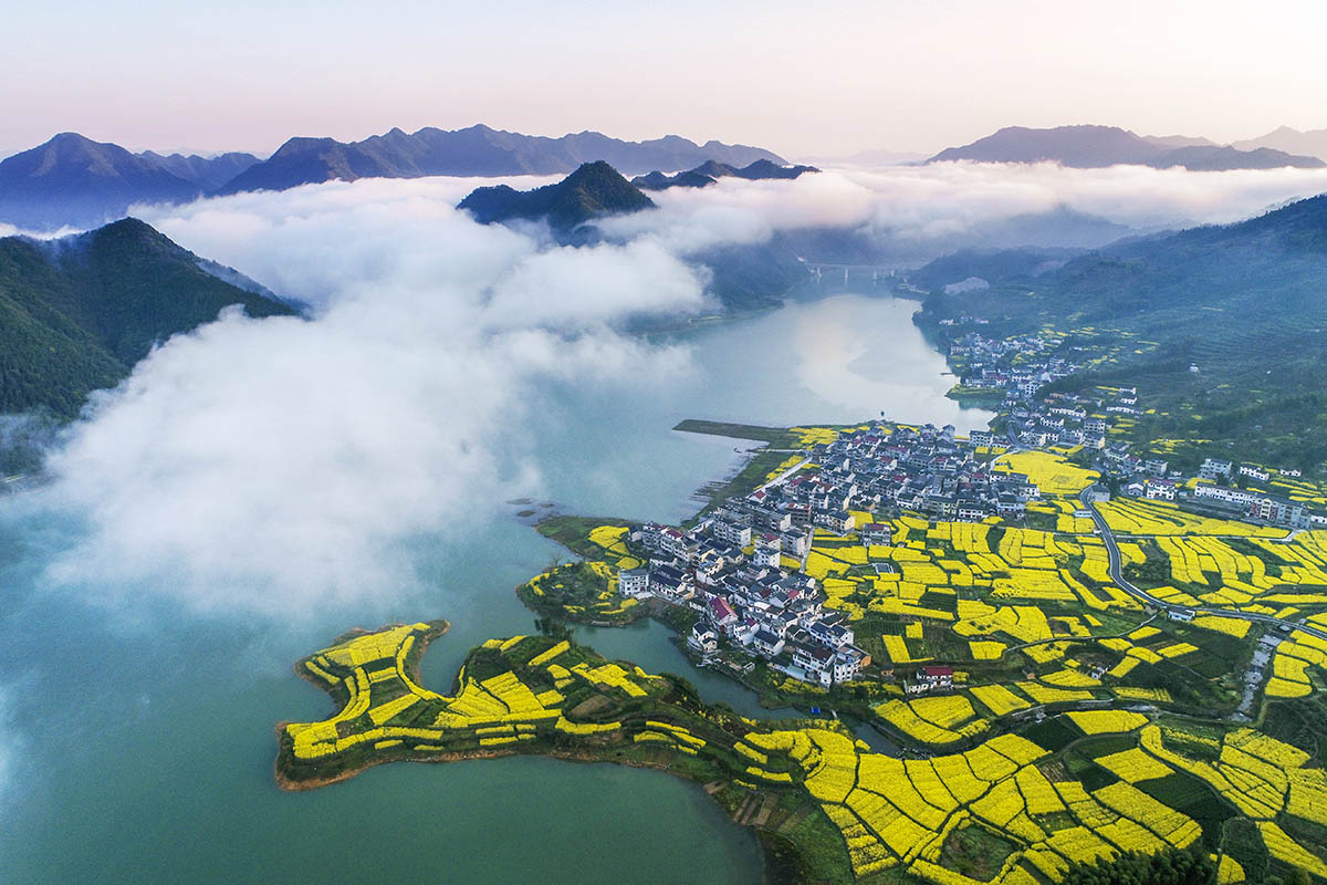 2019年3月31日,浙江省淳安县文昌镇富山村油菜花盛开场景.