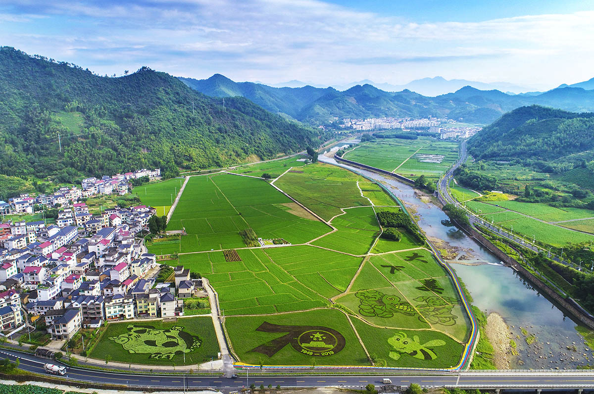 2019年7月23日,浙江省淳安县大墅镇大下姜彩色稻田场景.