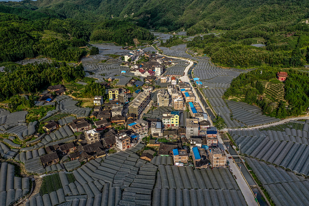 葡萄村暮色