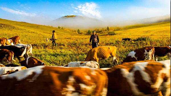 内蒙古新时期牧区的牧民生活有了极大的改善.