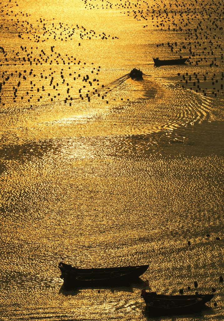 金色海洋-"闽东之光"第十一届宁德好风光全国摄影大展-大众摄影网 -