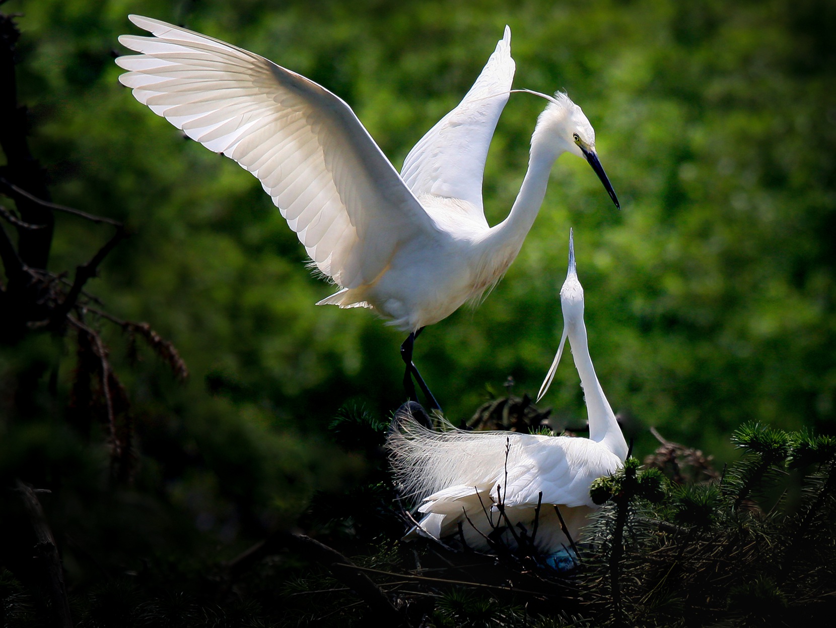 《白鹭之歌》组照