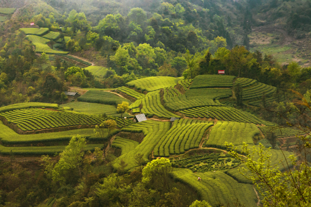《韵律茶园》2016年摄于宁德福鼎