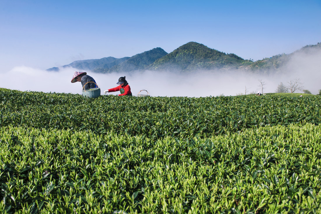 《云雾山中茶飘香》