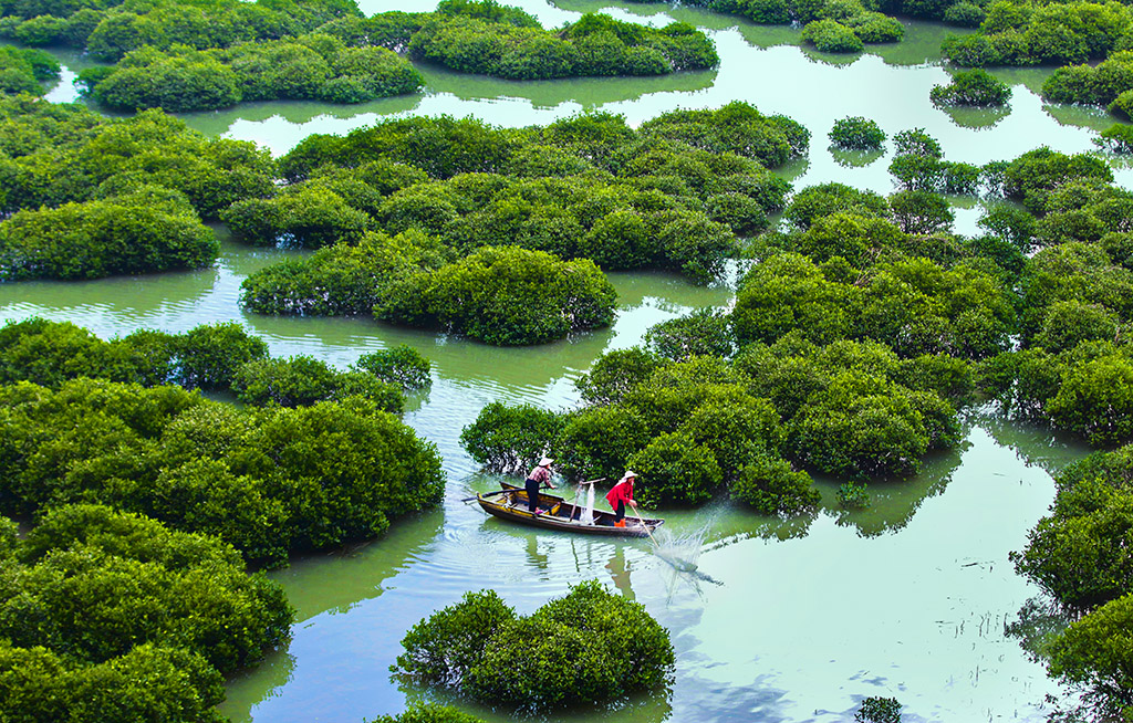 《霞浦红树林》