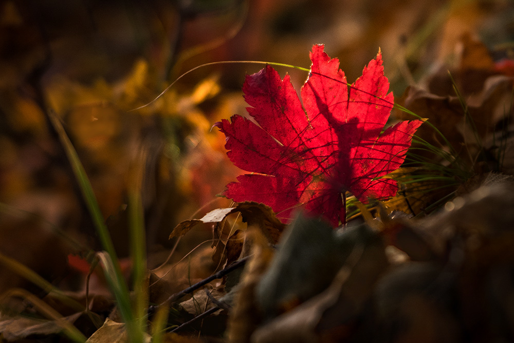 一片枫叶落下,秋天来了.在投影中仿佛一位翩翩起舞者,在枫叶中.