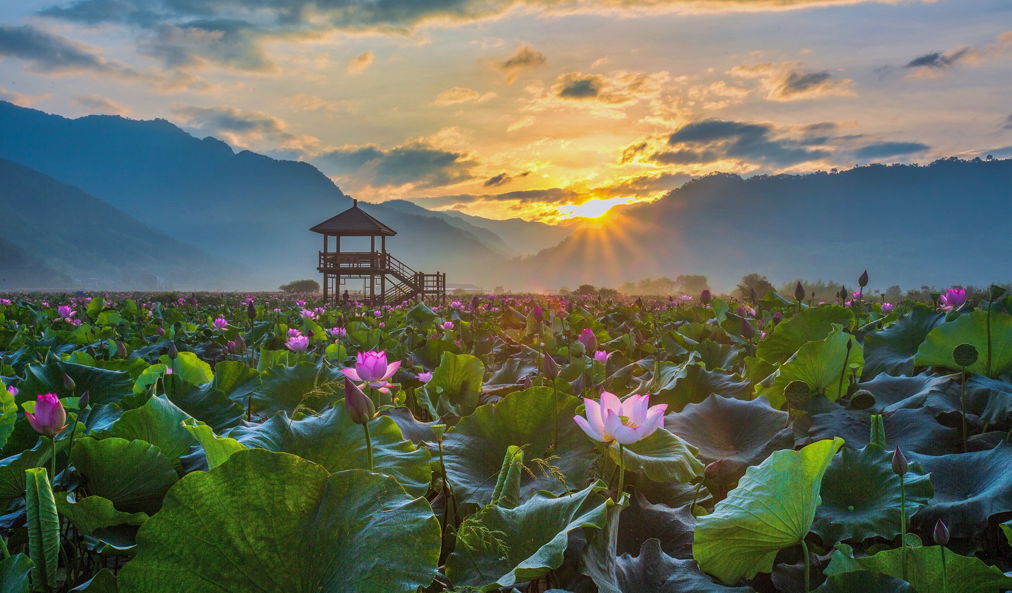 《映日荷花》-"朱子故里 五夫古镇" 全国摄影大展征稿区-大众摄影网