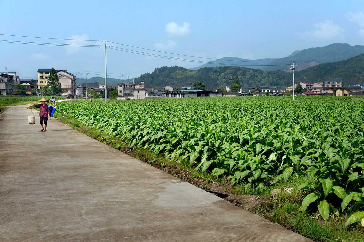 《乡村田园(1-6)》——文洁 摄