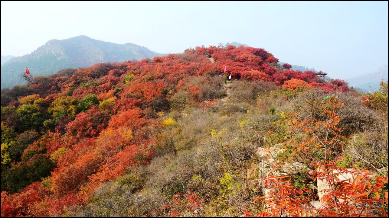 青州北李家庄红叶