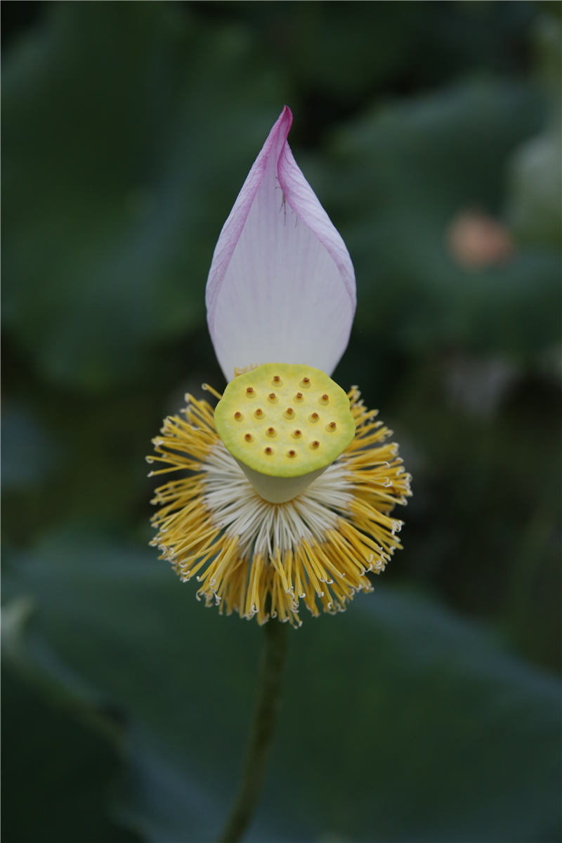 心莲(刘锡文摄于五夫)