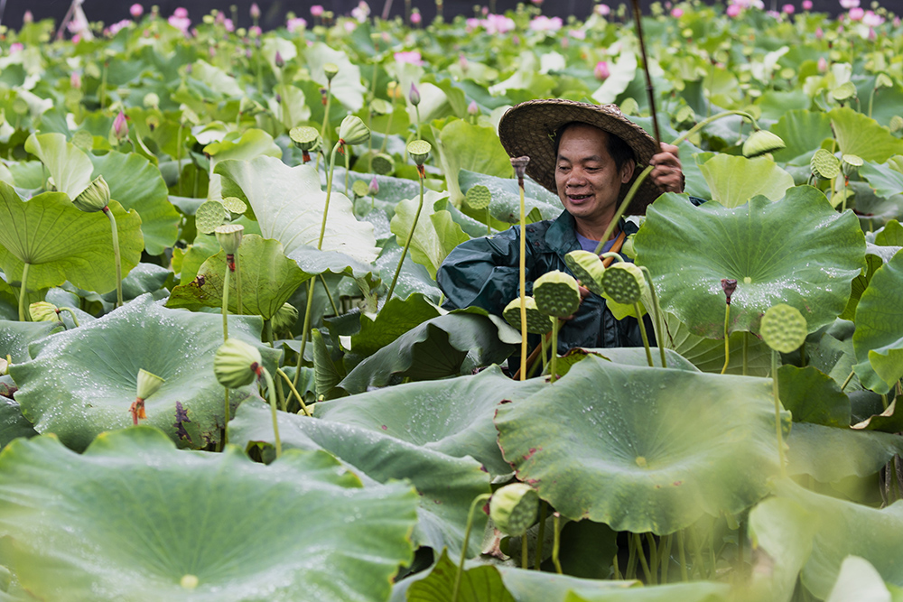 村民在采摘莲蓬