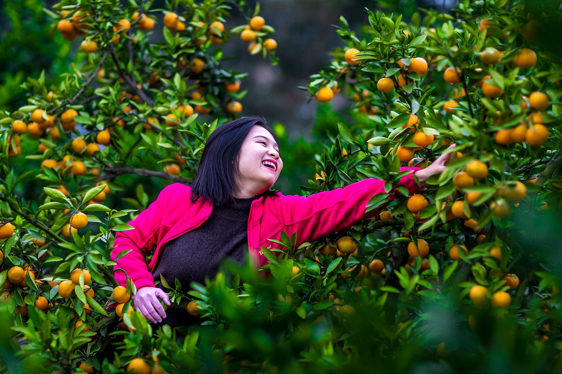 桔子红了喜开颜