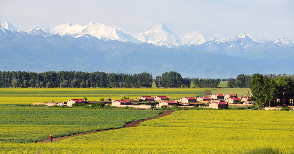 新疆克拉玛依市友谊路151号文联 陈晞——新农村的变化_调整大小.jpg