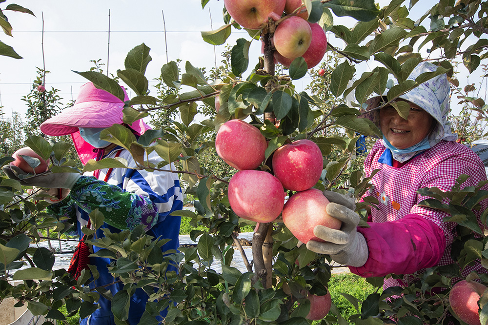 苹果收获季