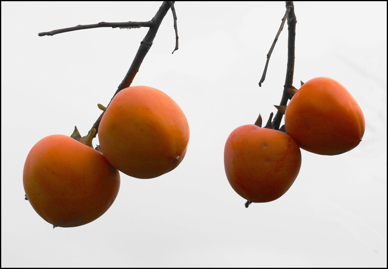 熟透的柿子