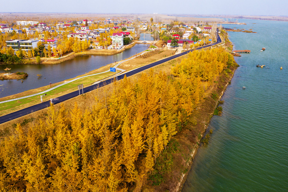 李琼-金色银杏湖-邳州市官湖镇银杏湖景区.jpg