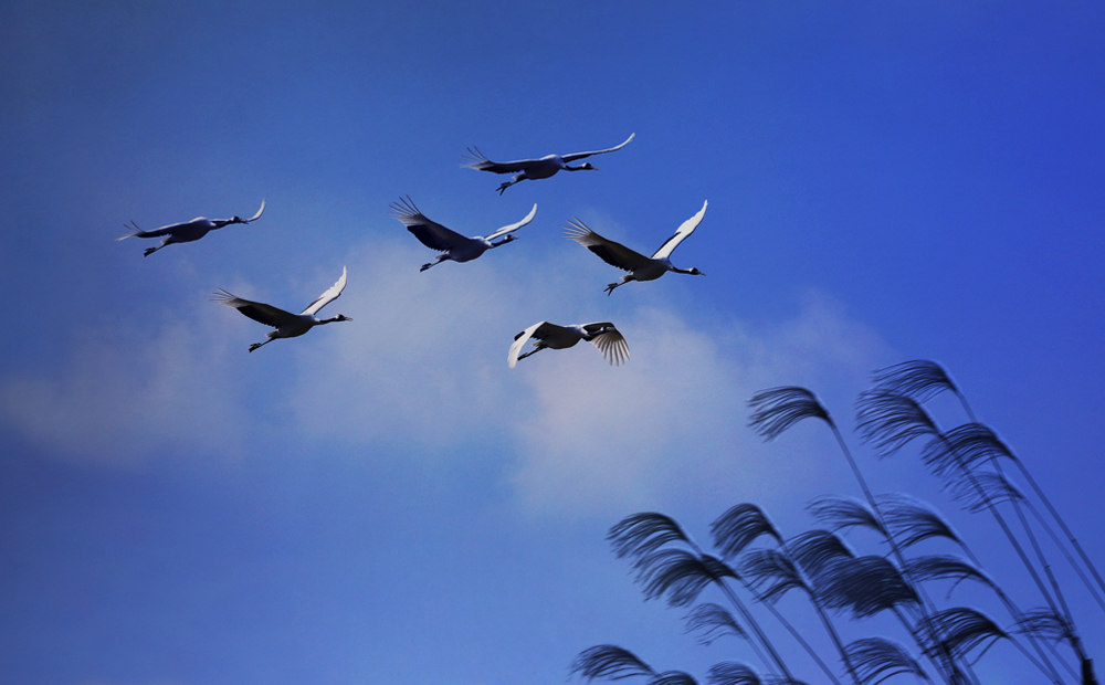 《天高任鸟飞》