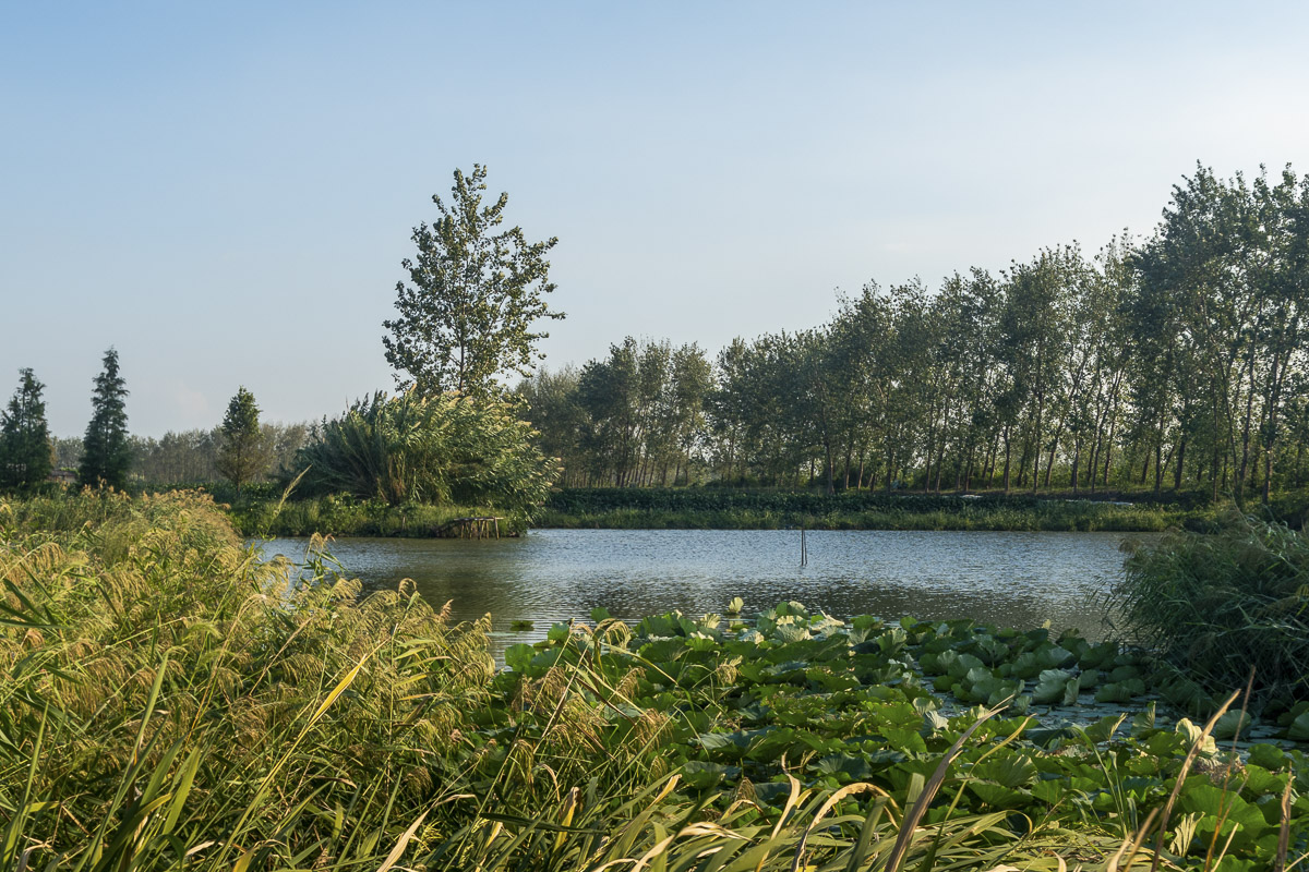 徐马荒湿地生态