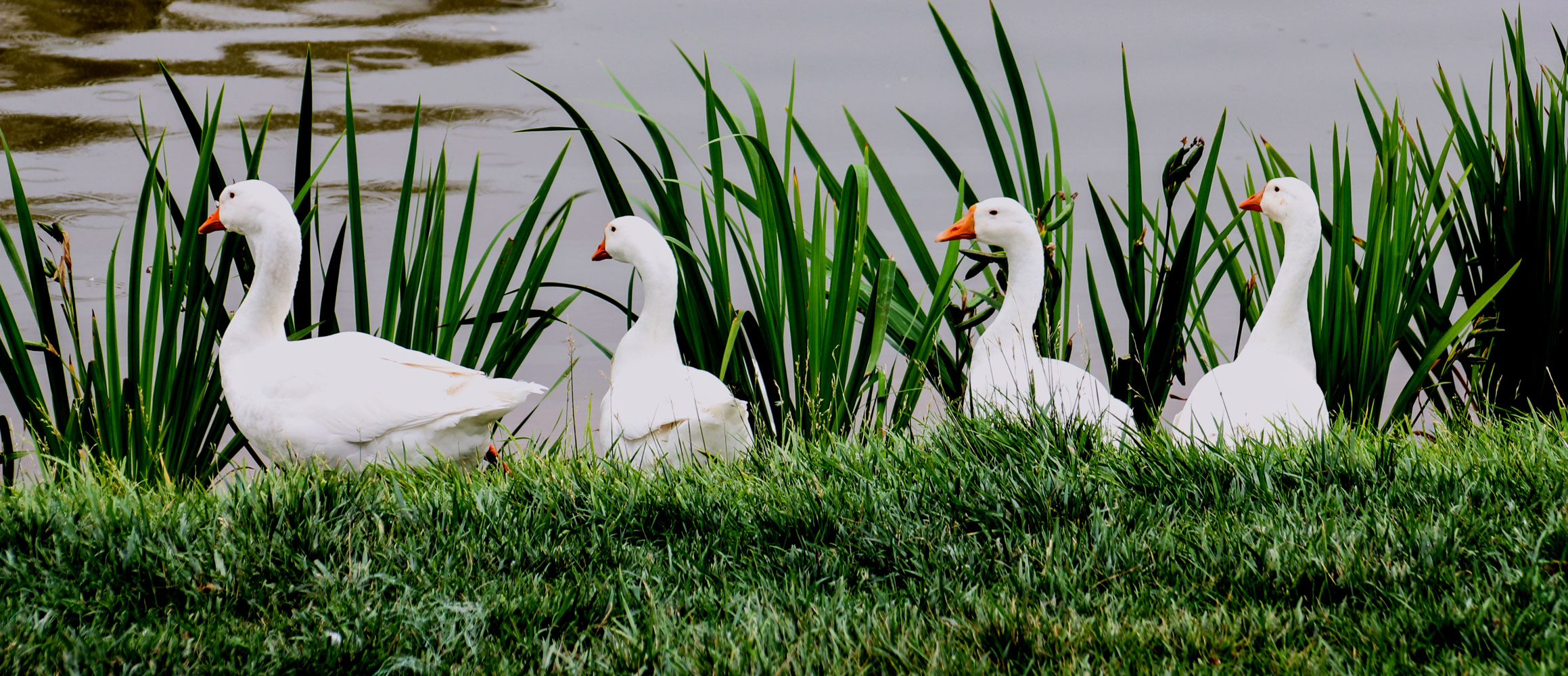 鹅鹅鹅曲项向天歌