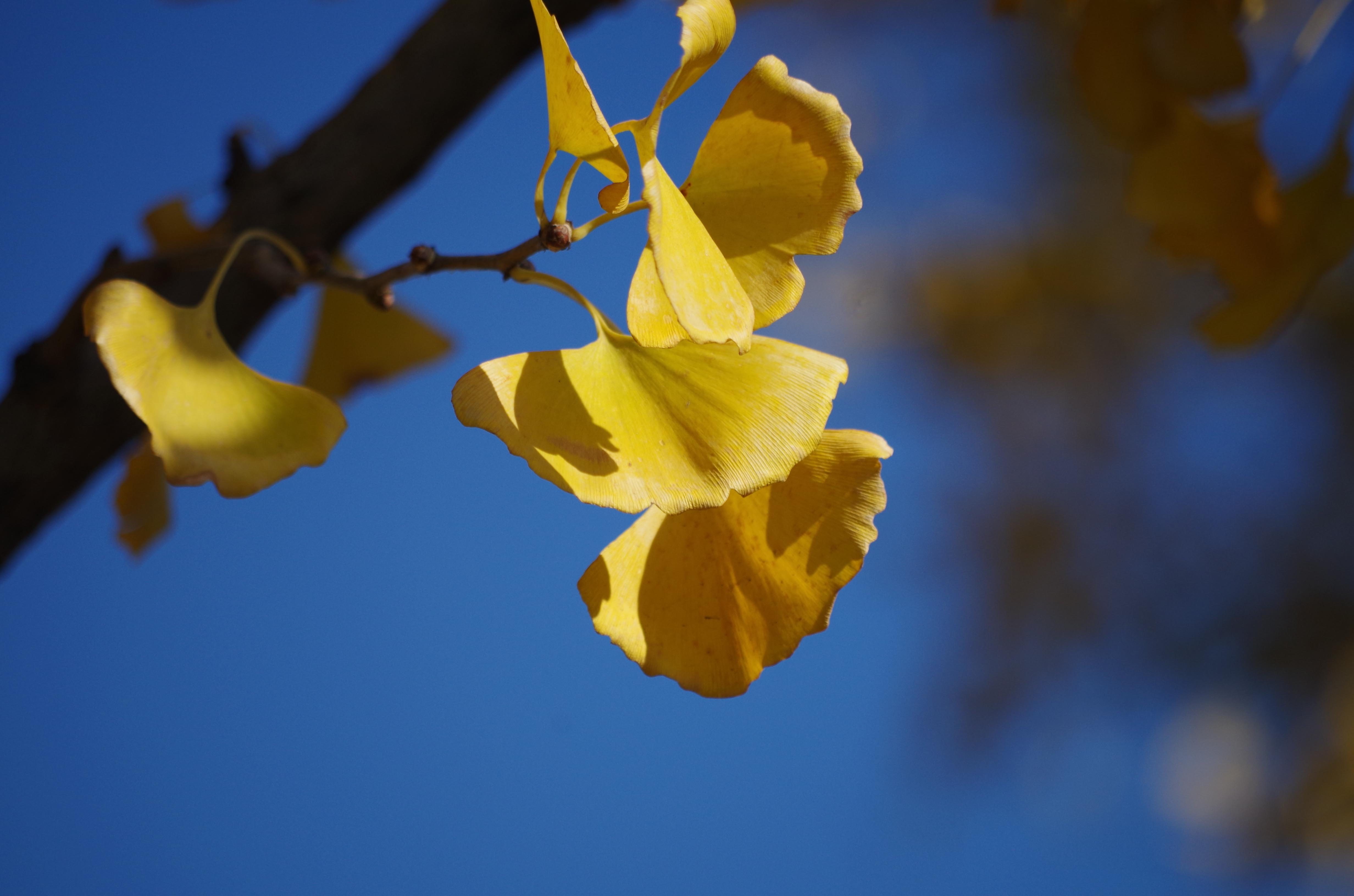 杏叶之美-《大众摄影》俱乐部团体会员——梧桐公社摄