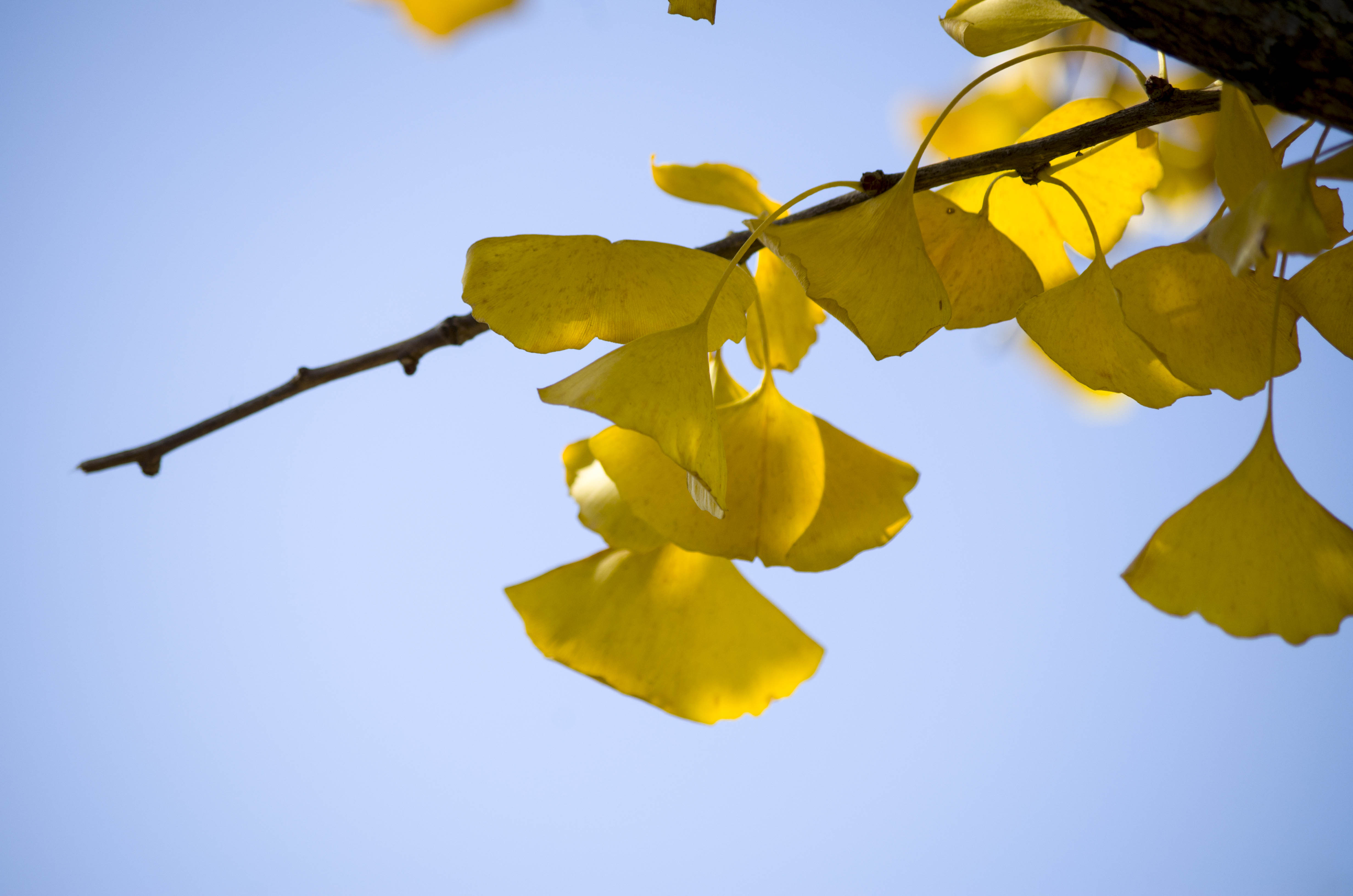 杏叶之美-《大众摄影》俱乐部团体会员——梧桐公社摄