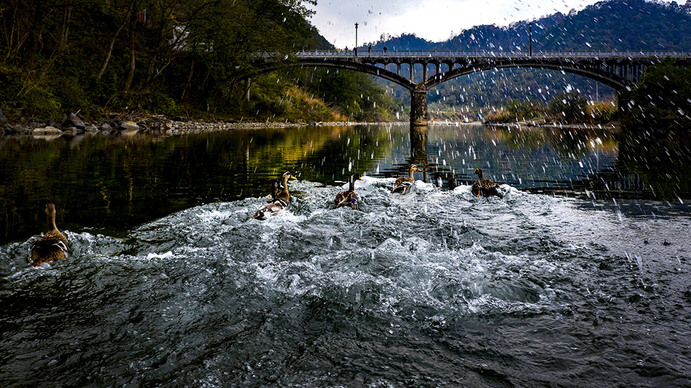 《门前大桥下游过一群鸭》