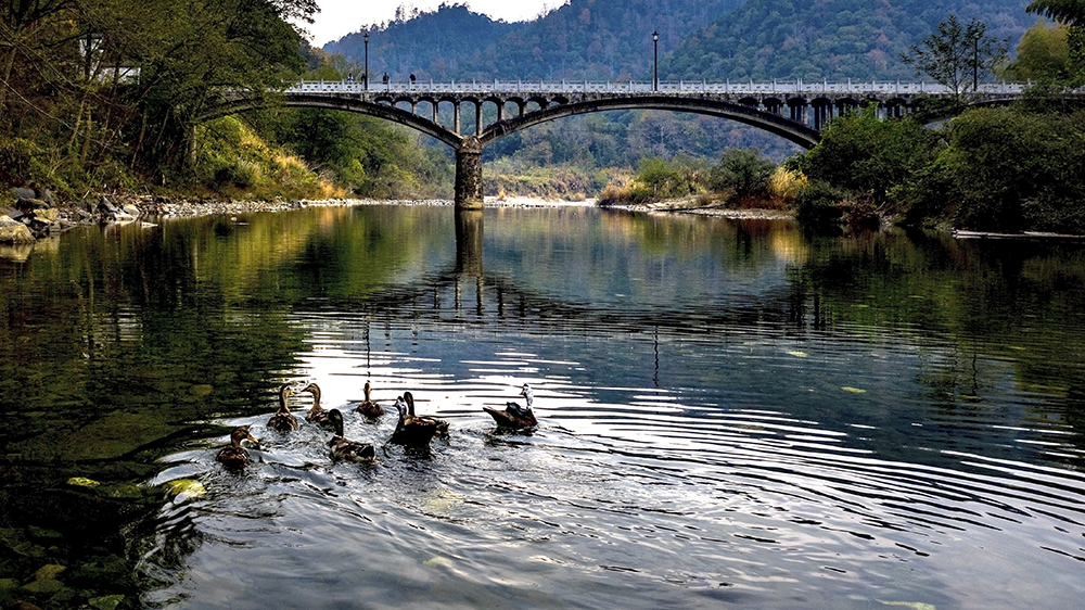 《门前大桥下游过一群鸭》