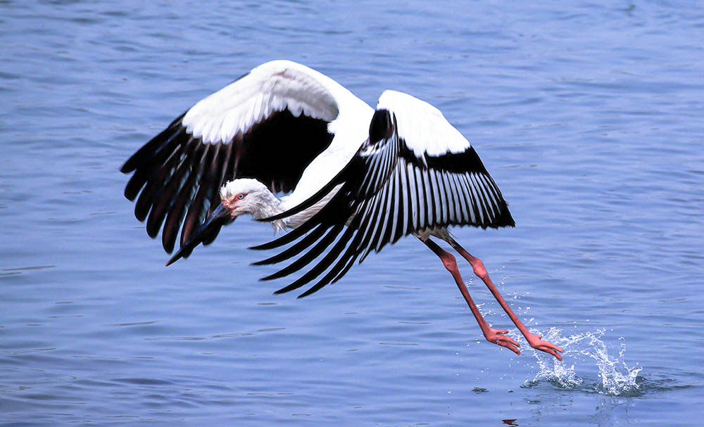 《起飞》东方白鹳