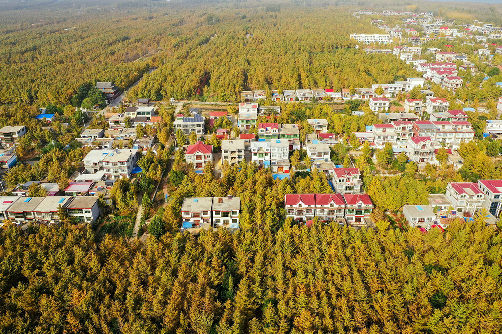 李琼 银杏村落 江苏省徐州市邳州市官湖镇授贤村.jpg
